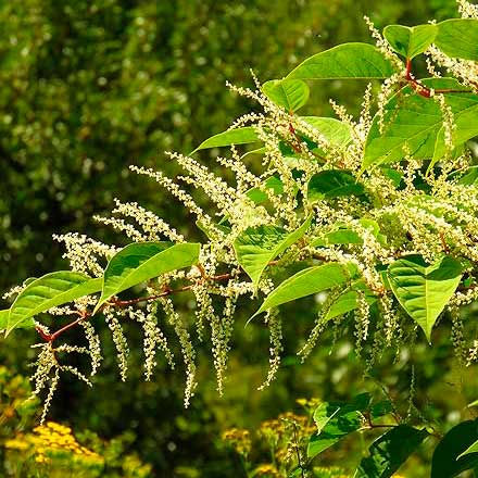 Japanese Knotweed