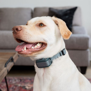 Premier pet rechargeable on sale bark collar instructions