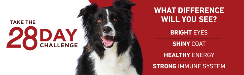 Take the twenty eight day challenge. What difference will you see? Bright eyes, shiny coat