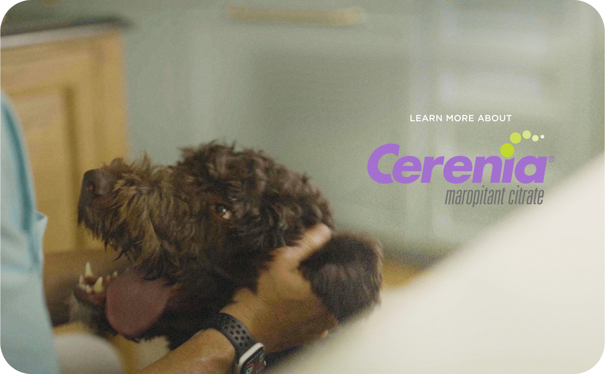 Cerenia 16 mg, Tablets Petco
