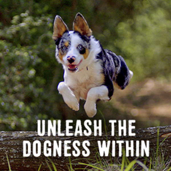A dog jumps over a log in anticipation of a Prime dog treat.