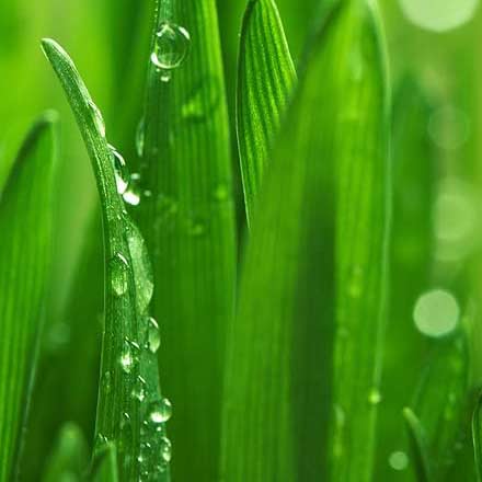 For stronger grass