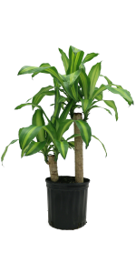 40 In. Tall Mass Cane in Black Grower Pot