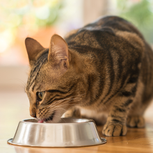 Cat eating kibble from bowl