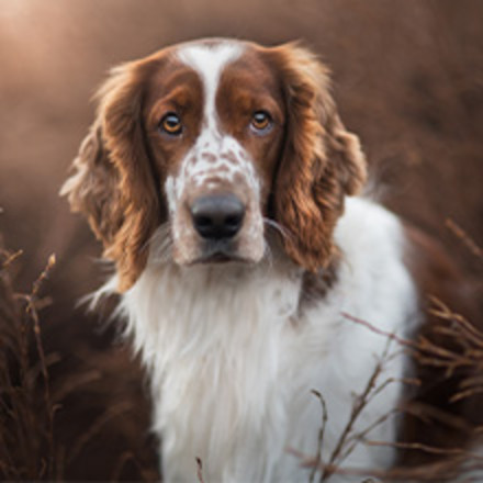 Dog with shiny coat