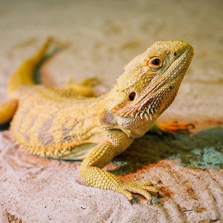 Free Shipping! Zilla Heat Mat for Reptiles Small 10-20 Gallon 8