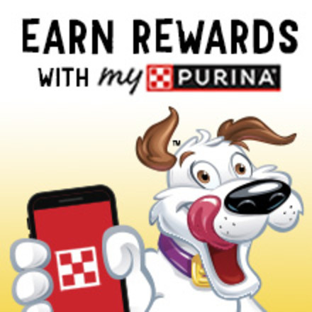 Hamlet the dog holding a device with the MyPurina app on screen.