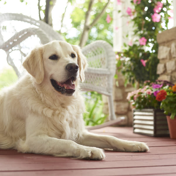 Photo of white labrador laying on wood patio