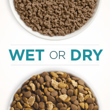 Wet or dry cat food varieties