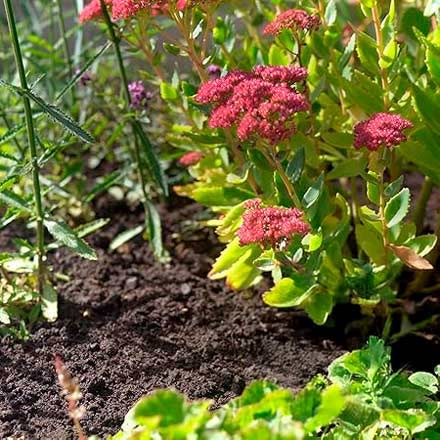 Garden border plants, weed free border