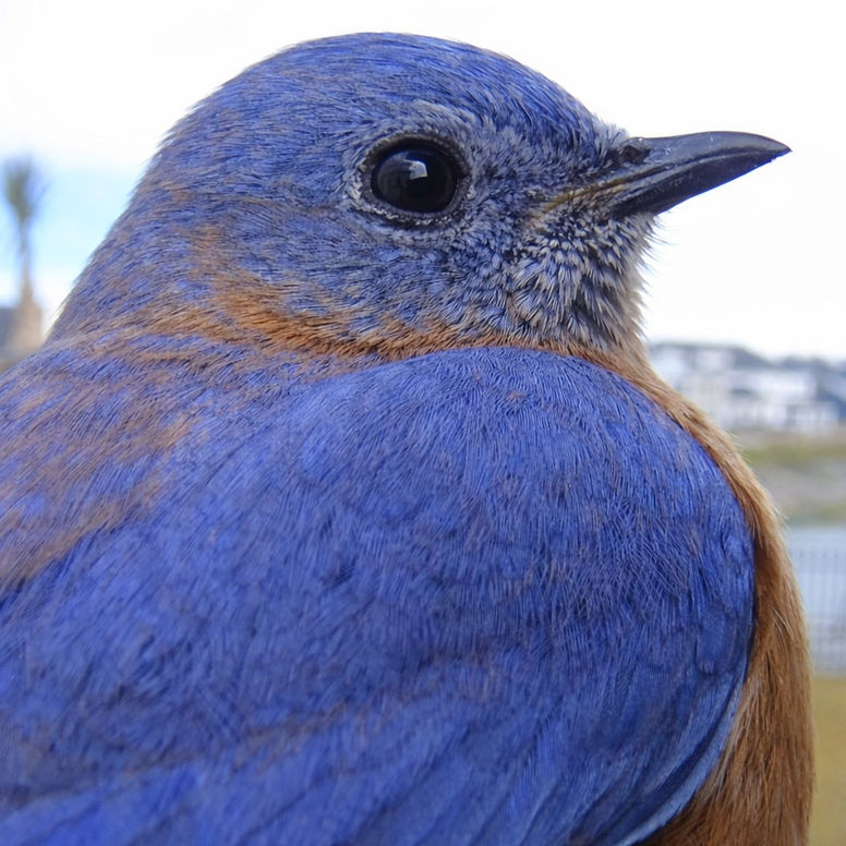 Capture stunning Full HD footage of your backyard visitors with sharp 1080P clarity. Enjoy a vivid, 