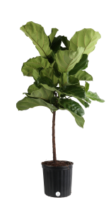 36 to 48 In. Tall Fiddle Leaf Fig in Black Grower Pot