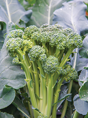 Burpee Sun King Hybrid Broccoli Vegetable Seed, 1-Pack