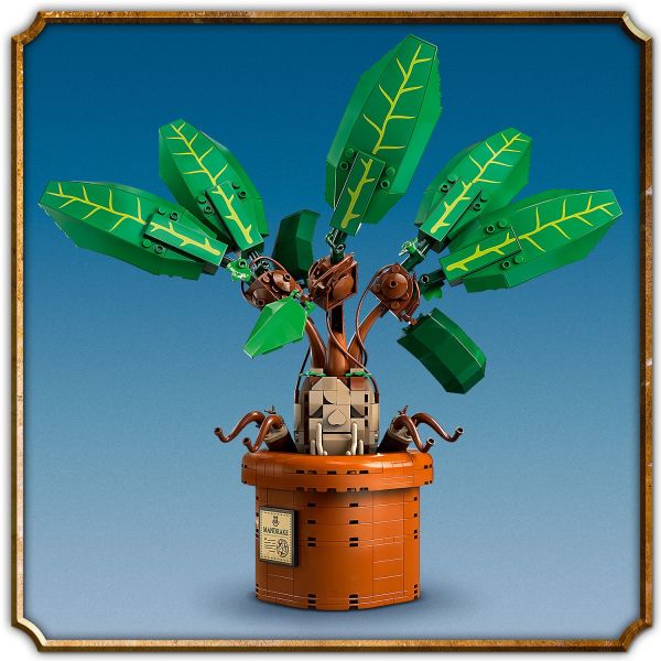 Adjust the leaves and display it in the pot.