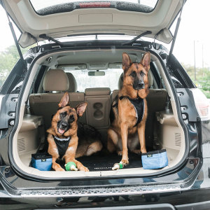 Labor Day Sale: Get 20% Off the AlfaTok Memory Foam Dog Car Seat