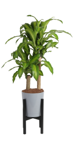 40 In. Tall Mass Cane in Gray Décor Pot