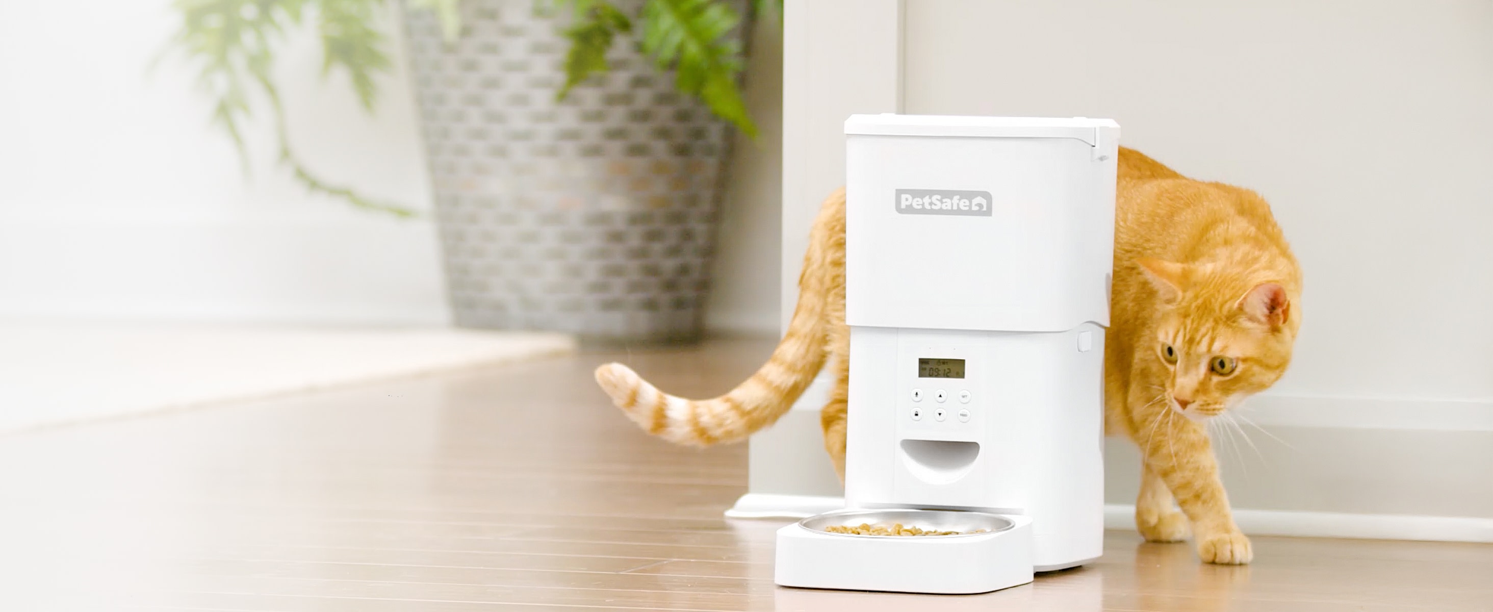 PetSafe Timed Cat and Small Dog Feeder with Portion Control