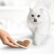 Fancy Feast white cat walking towards plated Gourmet Naturals entree