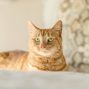 ScoopFree by PetSafe Simply Clean Cat Litter Box, Medium