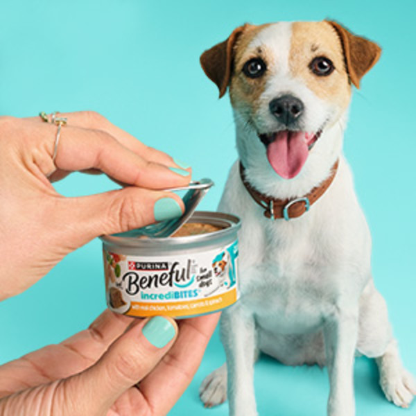 An excited dog sitting in the background watching a person open a can of dog food in the foreground.