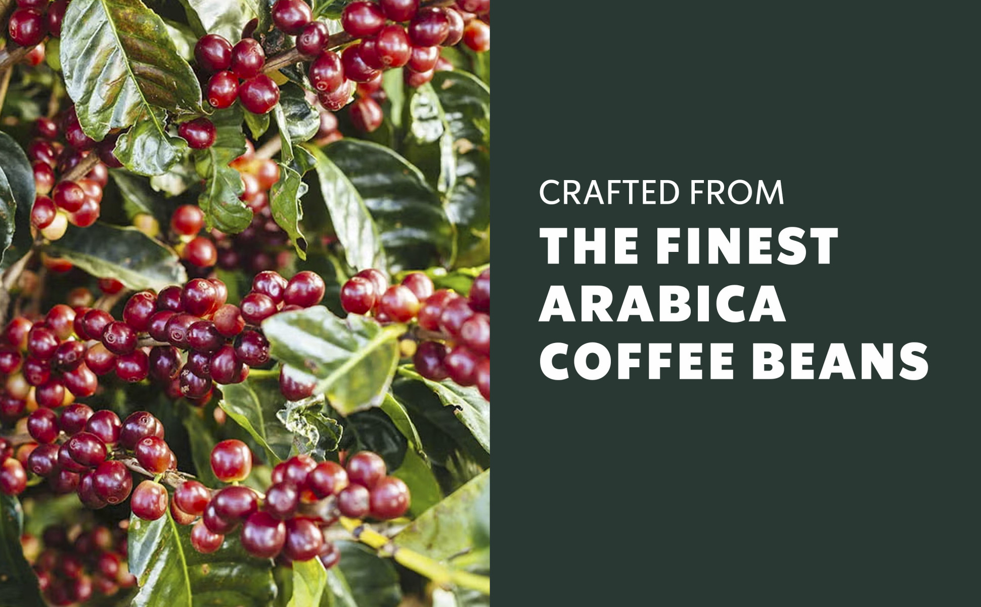 Ethically Sourced from 100% Arabica Beans