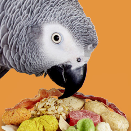 Kaytee Fiesta MAX Bird Food for Parrots, 25lbs Petco