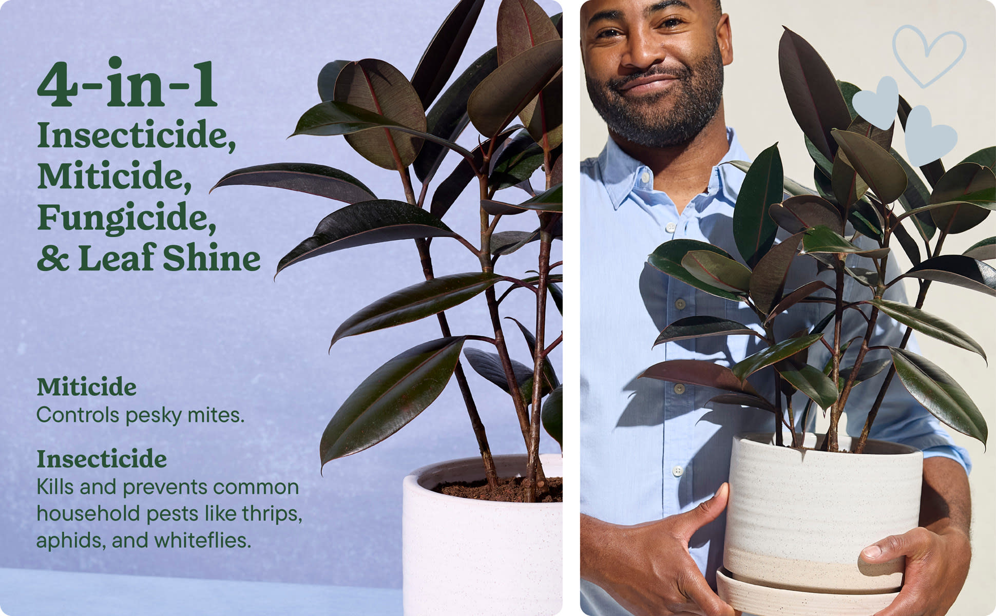 fiddle leaf fig for sale Ficus Lyrata (Single) For Sale, Wholesale Plants