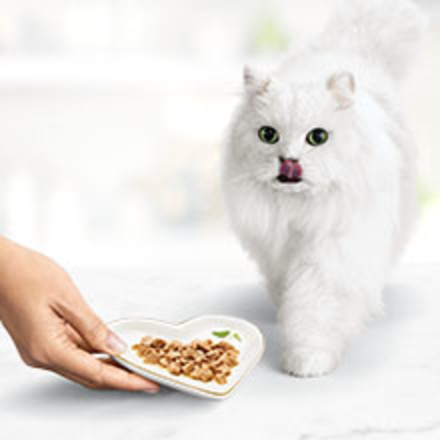 Iconic Fancy Feast white cat being fed