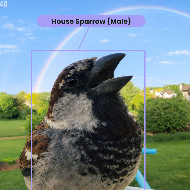 6,000+ Bird Species Recognition