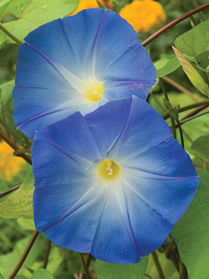 Burpee Zeeland Hybrid Mixed Colors Morning Glory Flower Seed