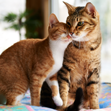 Cat and kitten snuggle affectionately