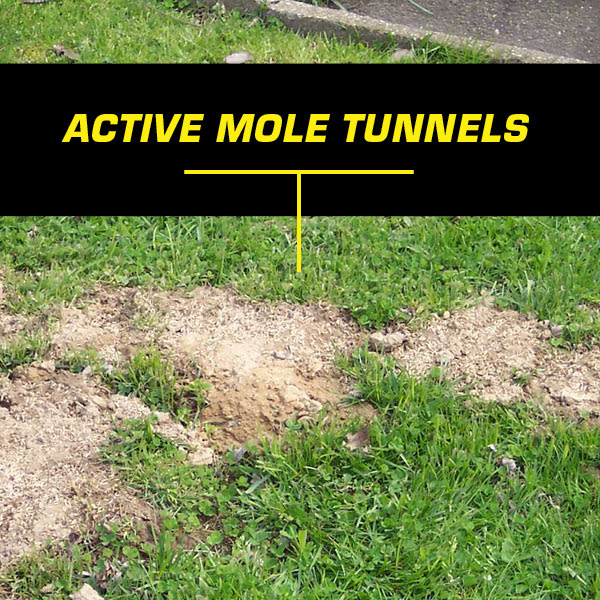 Active Mole Tunnels, photo of lawn with dirt mound trail