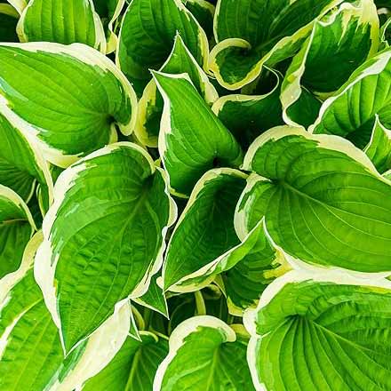 Edible crops