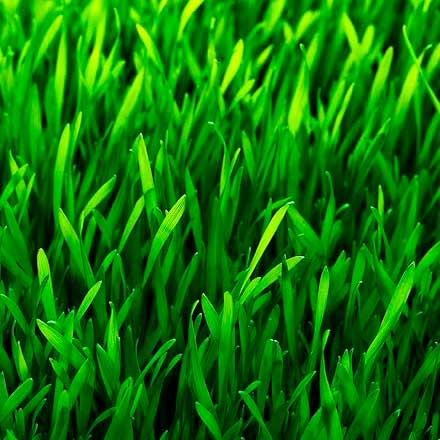Thicker, greener grass