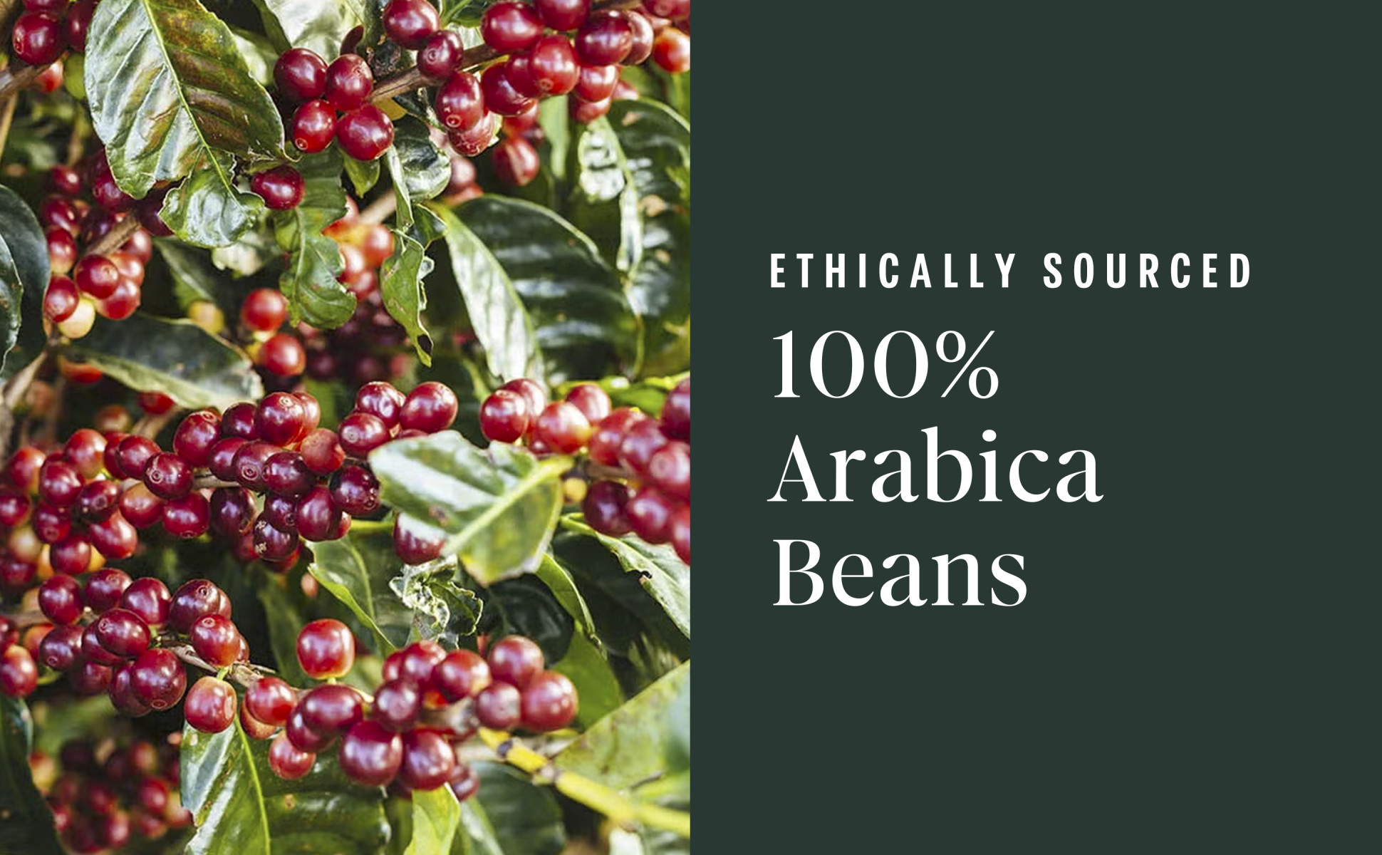 Ethically Sourced from 100% Arabica Beans