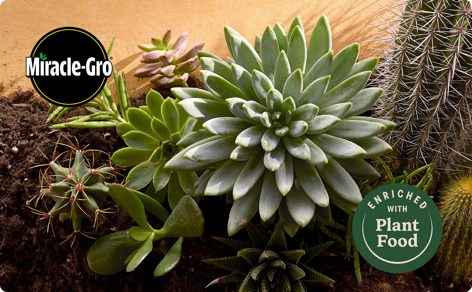 Miracle-Gro Indoor Potting Mix for Cactus and Succulent 8 qt. Fast-Draining  Cactus and Succulent Potting Soil with Plant Food 73078434 - The Home Depot