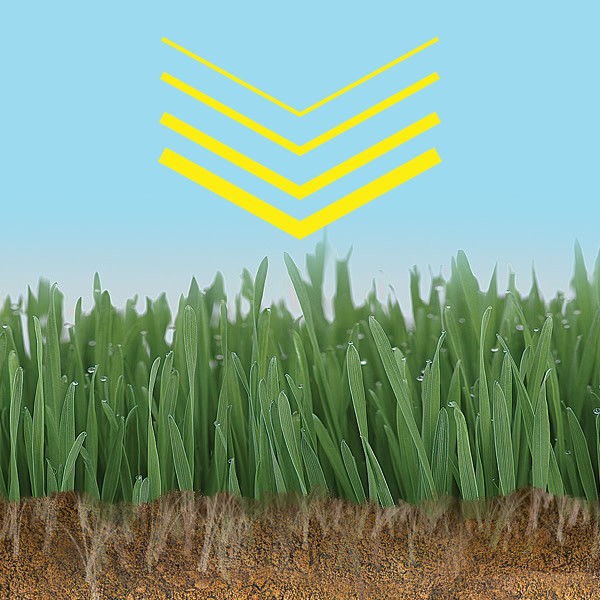 Grass and soil profile detail graphic