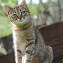 Cute cat sitting looking at camera