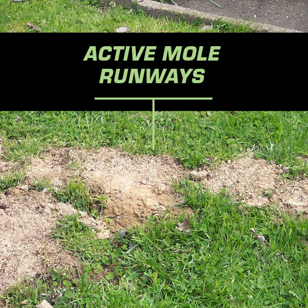 Active Mole Runways, photo of lawn with dirt mounds