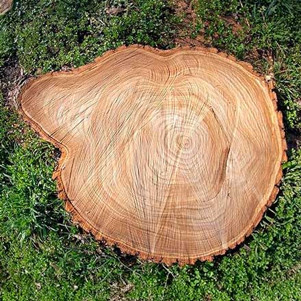Tree stumps