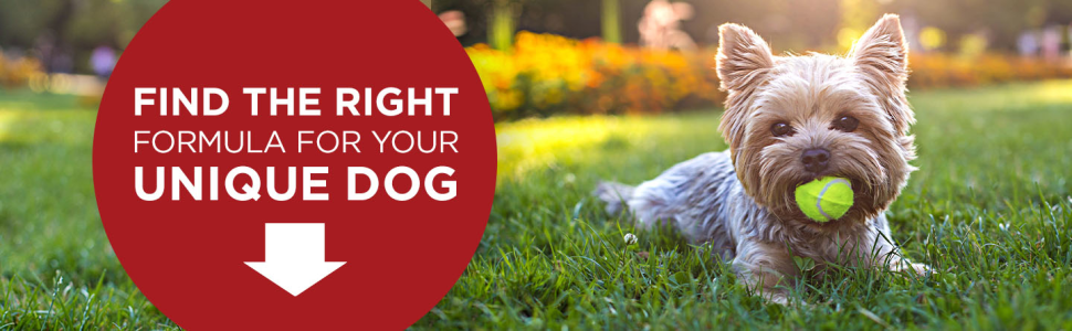 Find the right formula for your unique dog