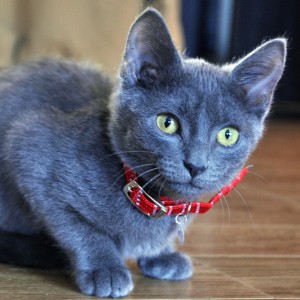 The Trendsetter Breakaway Cat Collar - Skanky Kitty