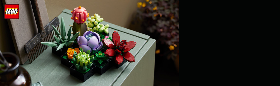 Enjoy a rewarding building project, creating a succulents plant display to enhance your home or office decor.