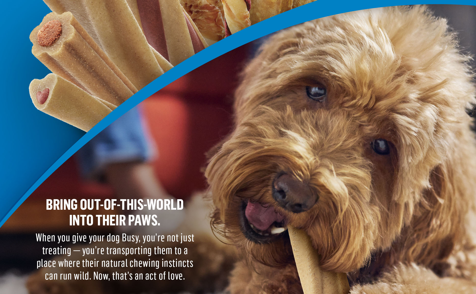 Dog laying down on a carpet enjoying a Busy Chew Treat next to their owner sitting on a couch.